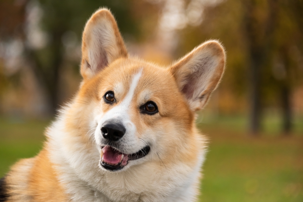 corgi dog with bokeh 