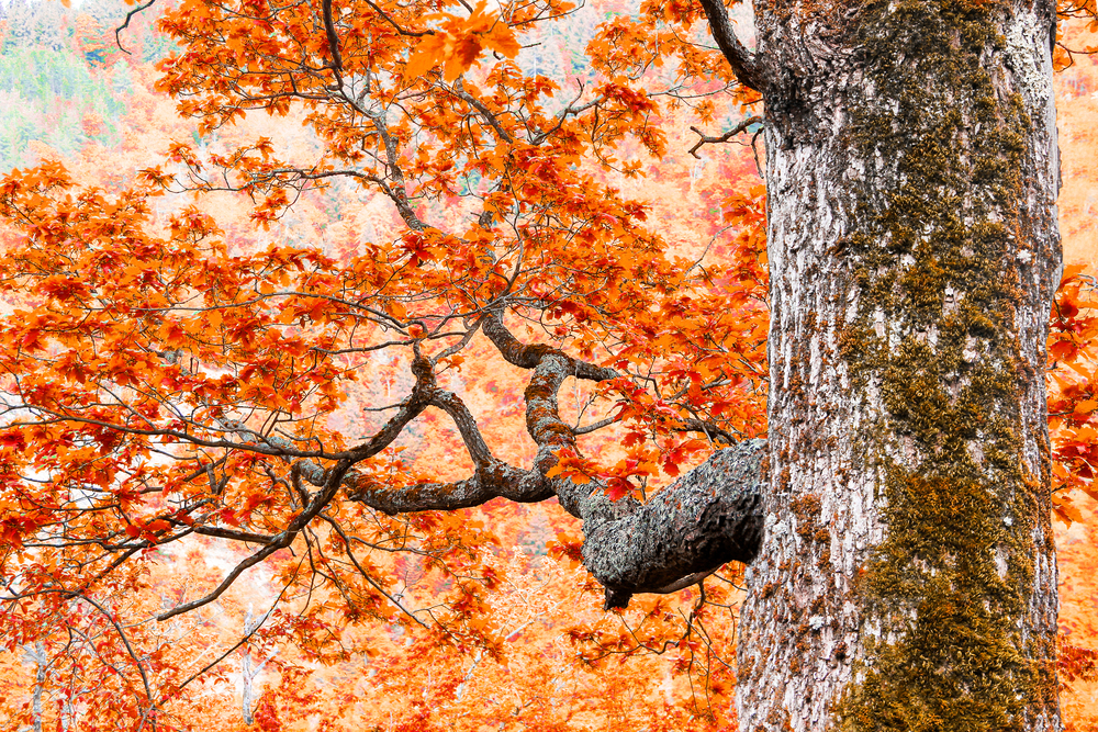 giant autumn tree with branches