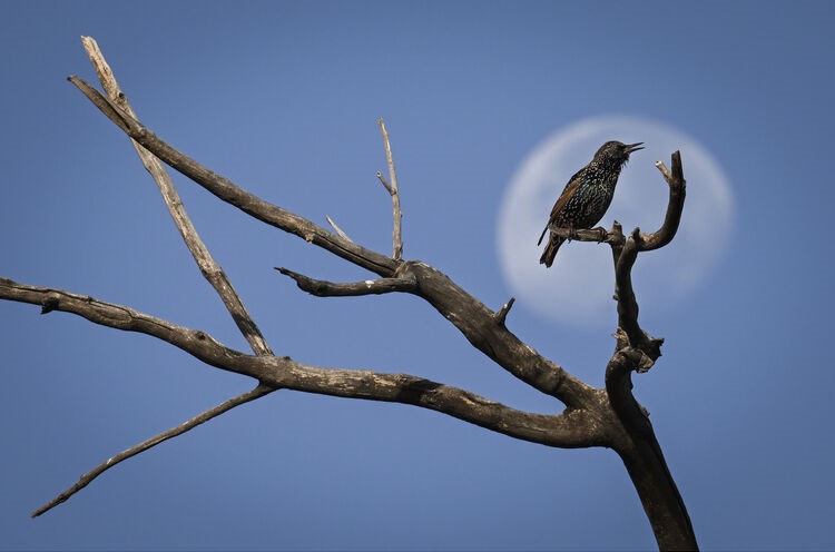 Nikon Z9 bird in front of the moon