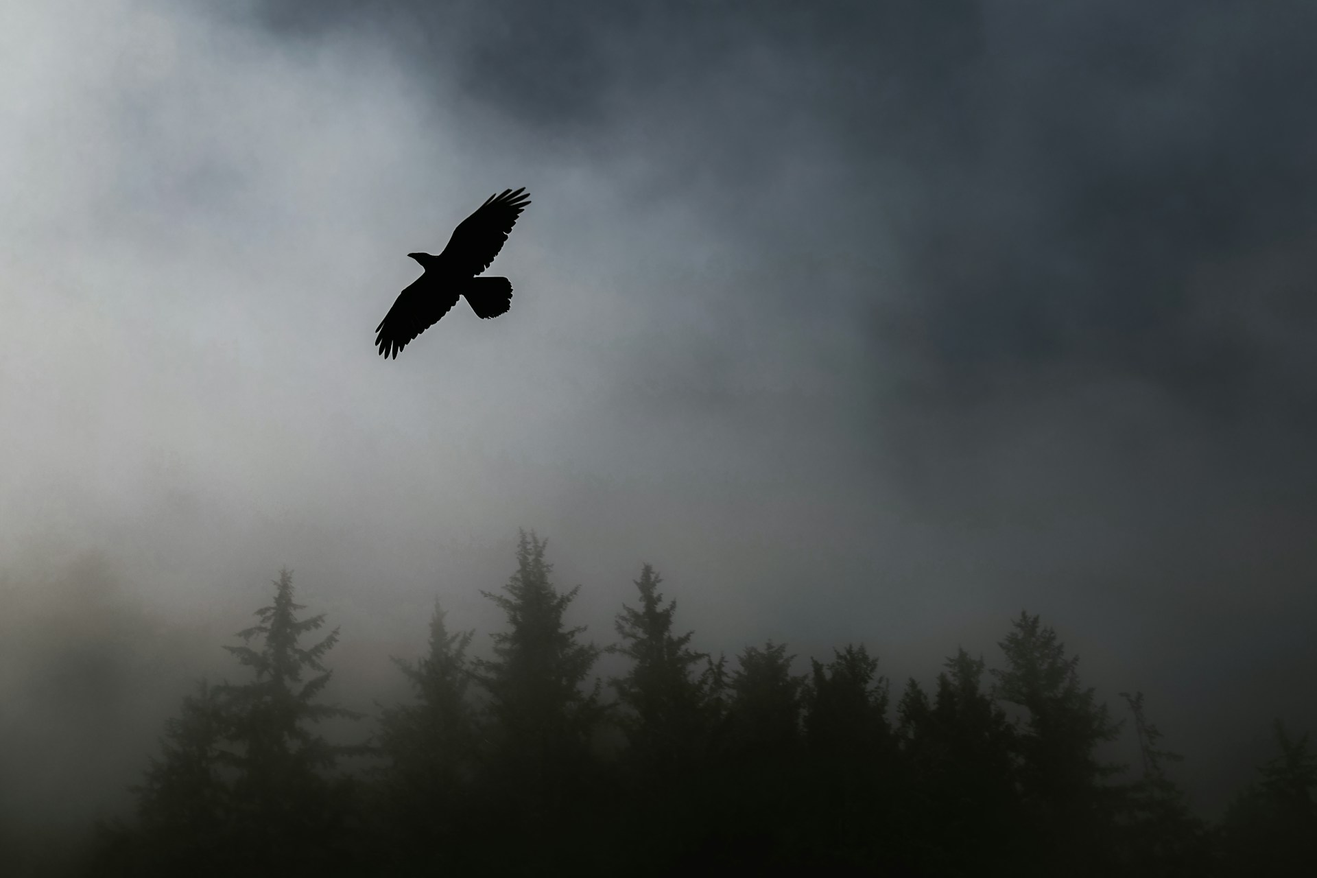 silhouette of a bird in flight