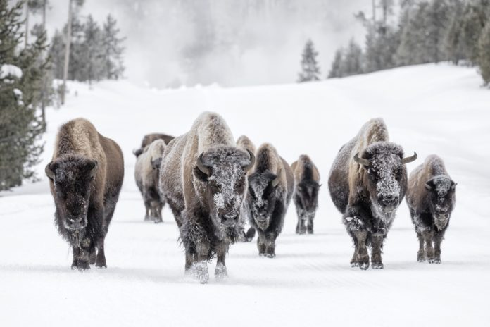 bison in winter