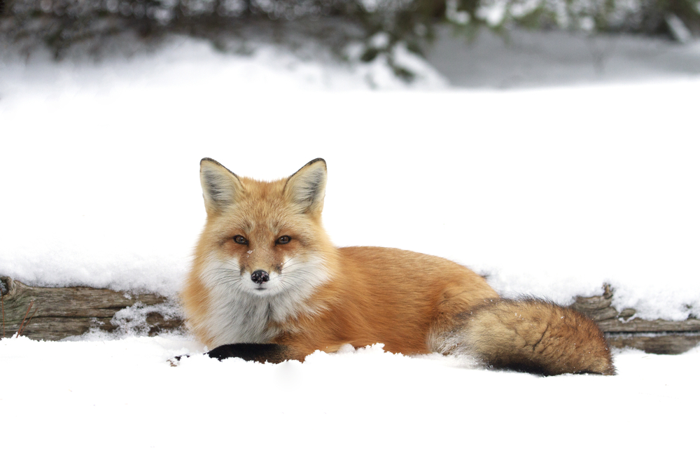 red fox in winter