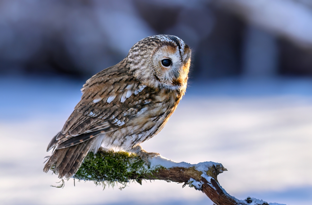 owl in winter