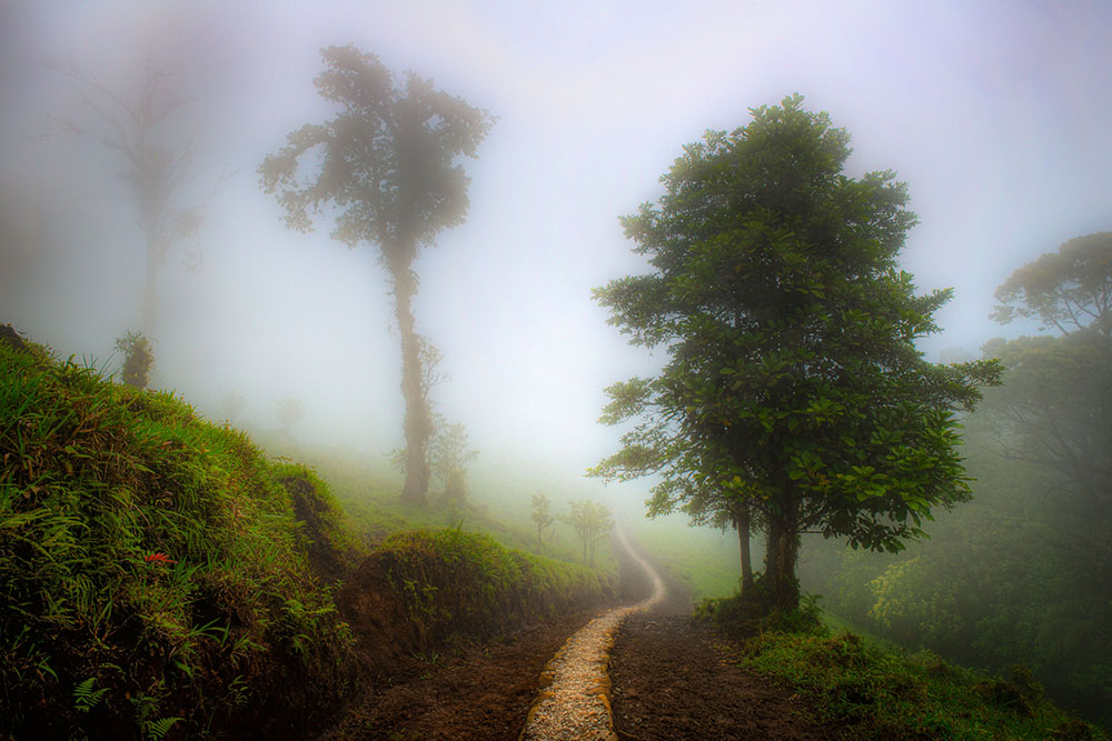 BajosMistyTrail Costa Rica ColorTexturePhotoTours
