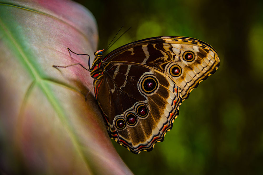 BlueMorpho Butterfly ColorTexturePhotoTours