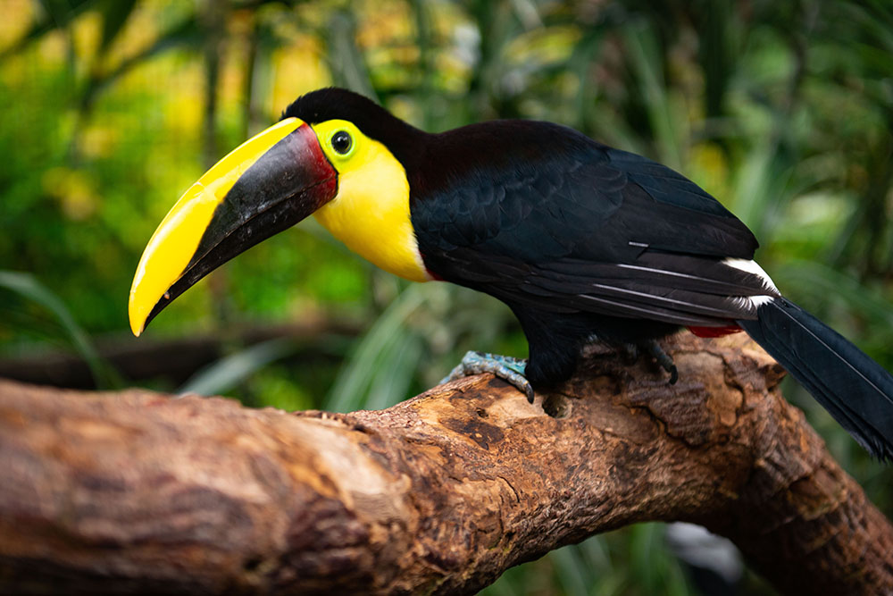 Toucan in costa rica colortexturephototours