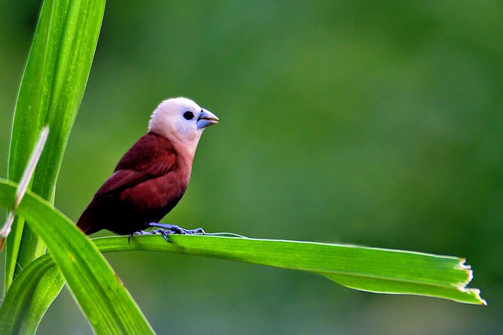 brown and white bird on green leaf Nikon D500