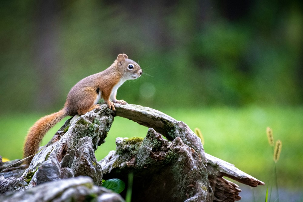 squirrel on a log