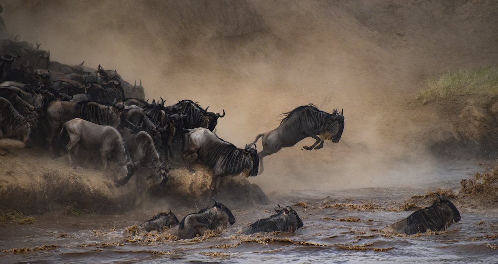 herd of wildebeests crossing a river