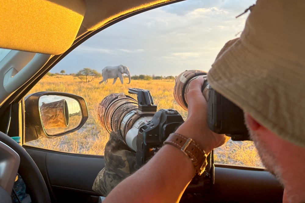 photographing an elephant from a safari vehicle