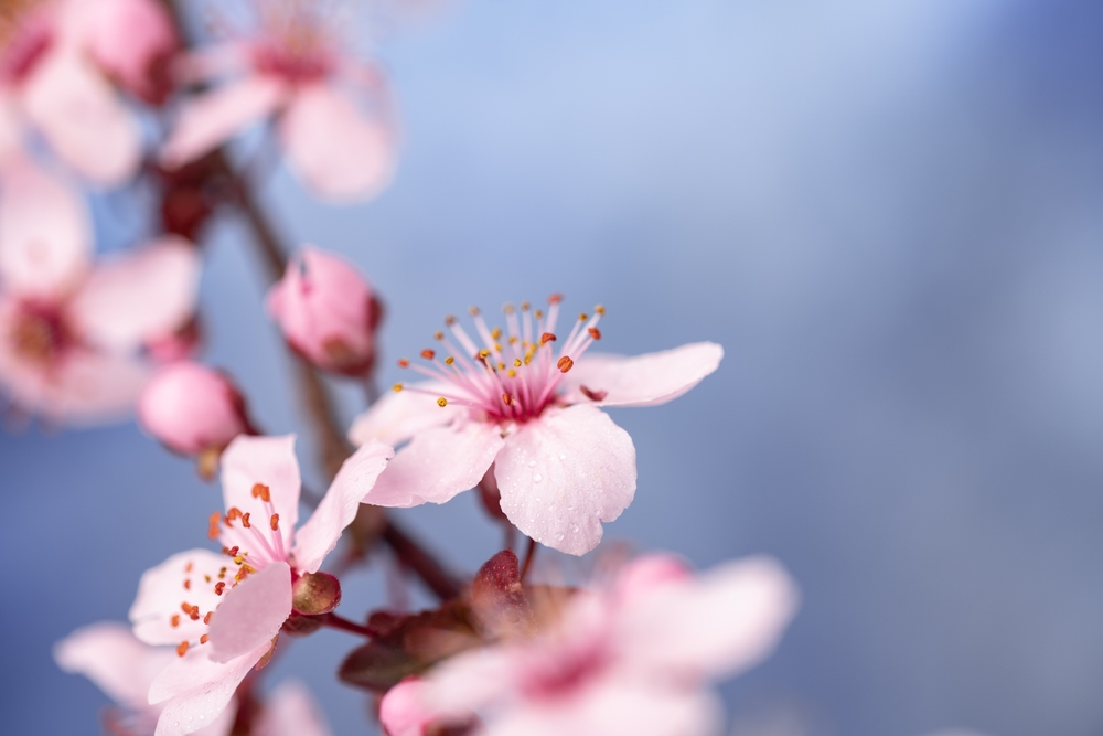 close-up of pink flower