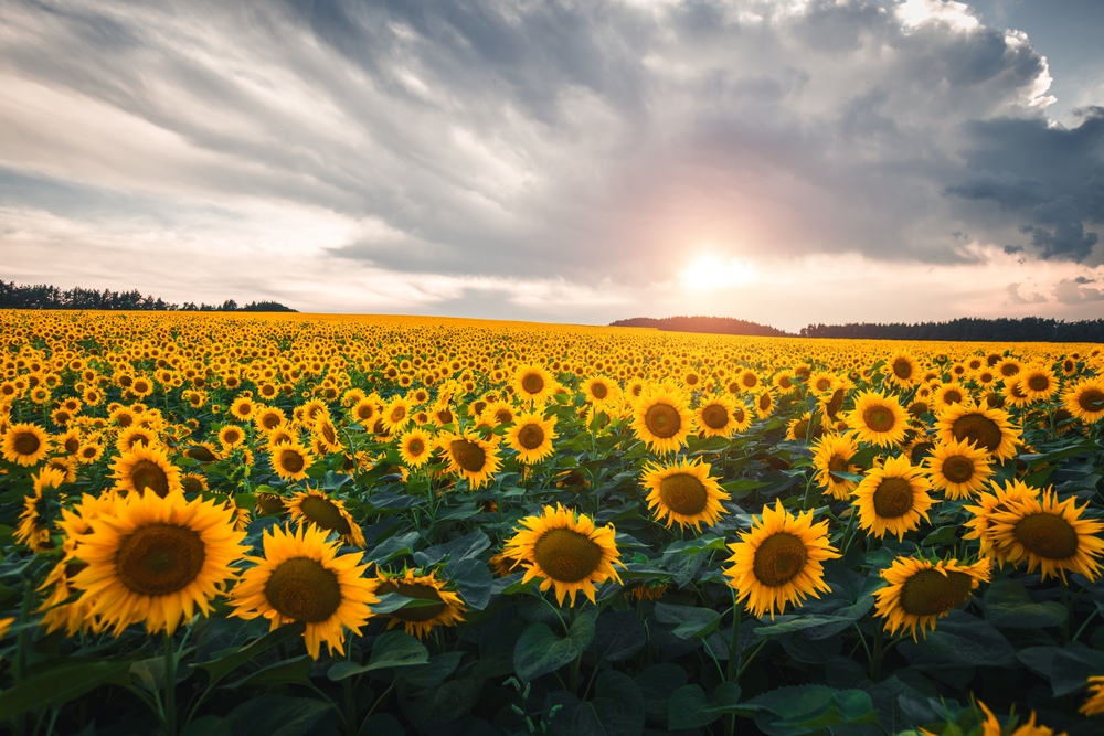 field of sunflowers