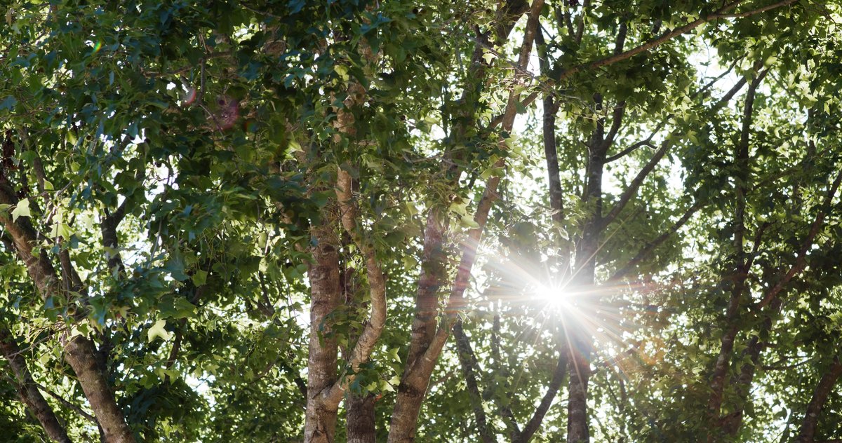 Sun flare starburst shining through tree branches at a small aperture