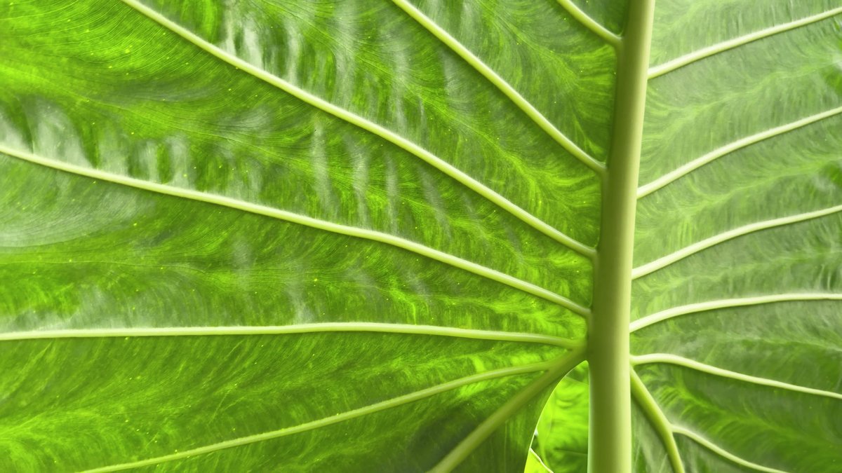Backlit leaf glowing with visible veins, backlighting that reveals translucency